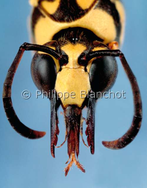 Delta arcuatus.JPG - in "Portraits d'insectes" ed. SeuilDelta arcuatusEumene arqueMason waspHymenopteraVespidaeNouvelle Guinee